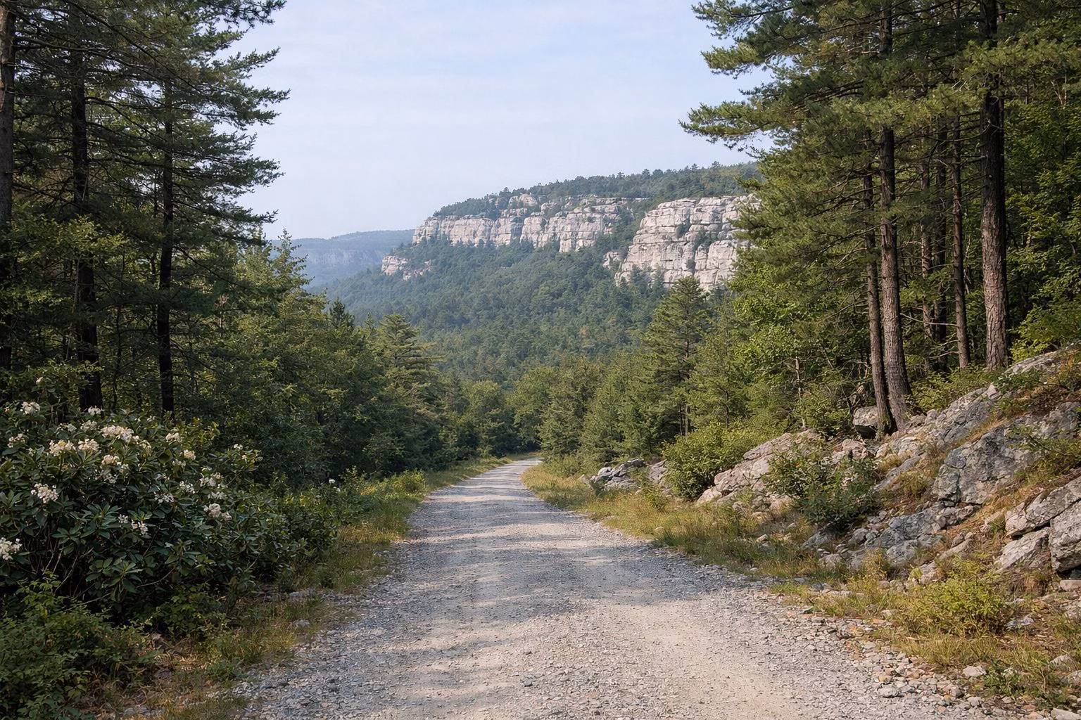 A wide gravel carriage road descending through pines and mountain laurel toward distant cliffs